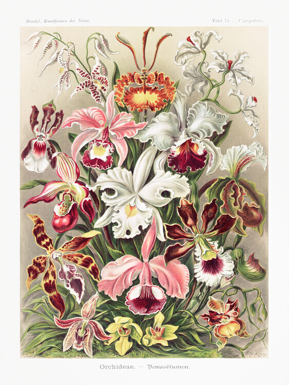Ernst Haeckel Plakát, Obraz - Orchideae–Denusblumen, Ernst Haeckel, 30 × 40 cm