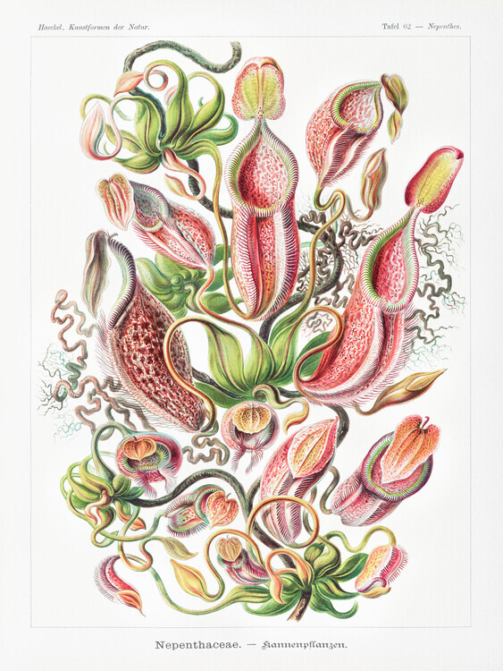 Ernst Haeckel Plakát, Obraz - Nepenthaceae–Kannenpflanzen, Ernst Haeckel, 30 × 40 cm