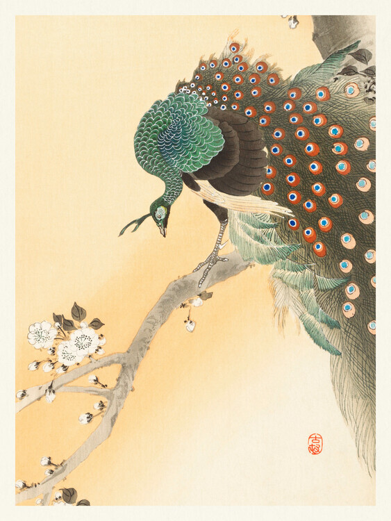 Ohara Koson Plakát, Obraz - Peacock & Cherry Blossom, Ohara Koson, 30 × 40 cm