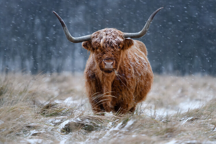 Richard Guijt Plakát, Obraz - Snowy Highland cow, Richard Guijt, 40 × 26.7 cm