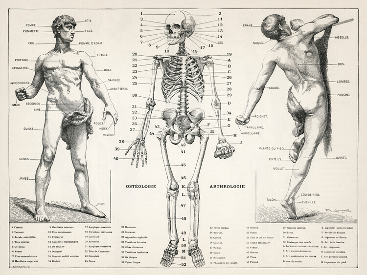autor Plakát, Obraz - Antique Illustration of the Human Body & Skeleton (Biology), 40 × 30 cm