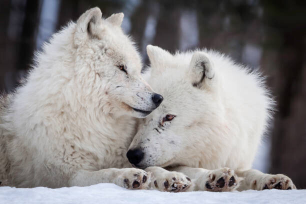 Rick Mousseau Photography Plakát, Obraz - Wolf Love, Rick Mousseau Photography, 40 × 26.7 cm