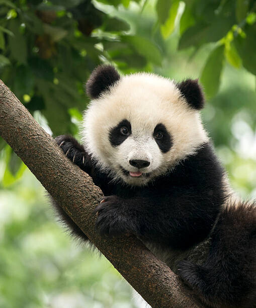 Alatom Plakát, Obraz - Giant Panda baby cub in Chengdu area, China, Alatom, 33.3 × 40 cm