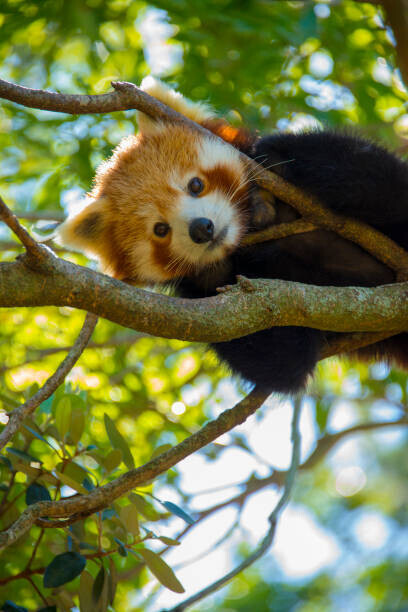 NoodlePix Plakát, Obraz - Red Panda, NoodlePix, 26.7 × 40 cm