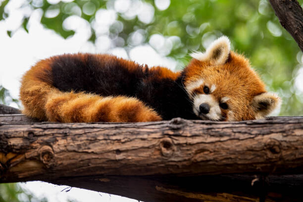 Mark Chivers Plakát, Obraz - Red panda in a tree, Mark Chivers, 40 × 26.7 cm