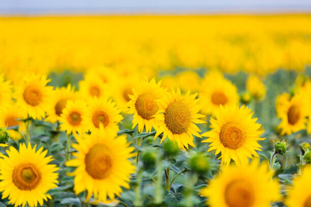 Alexander Spatari Plakát, Obraz - Sunflower field, Alexander Spatari, 40 × 26.7 cm