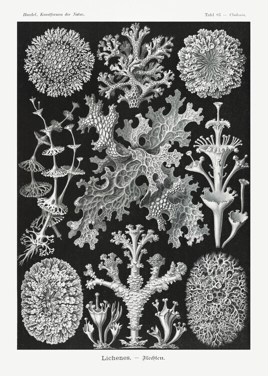Ernst Haeckel Plakát, Obraz - Lichenes–Flechten (1904), Ernst Haeckel, 30 × 40 cm