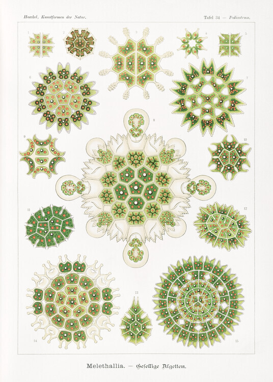 Ernst Haeckel Plakát, Obraz - Melethallia–Gesellige Algetten (1904), Ernst Haeckel, 30 × 40 cm