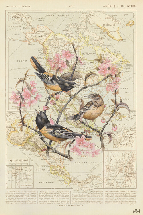 Thomas Chedeville Plakát, Obraz - Baltimore Oriole, Thomas Chedeville, 26.7 × 40 cm