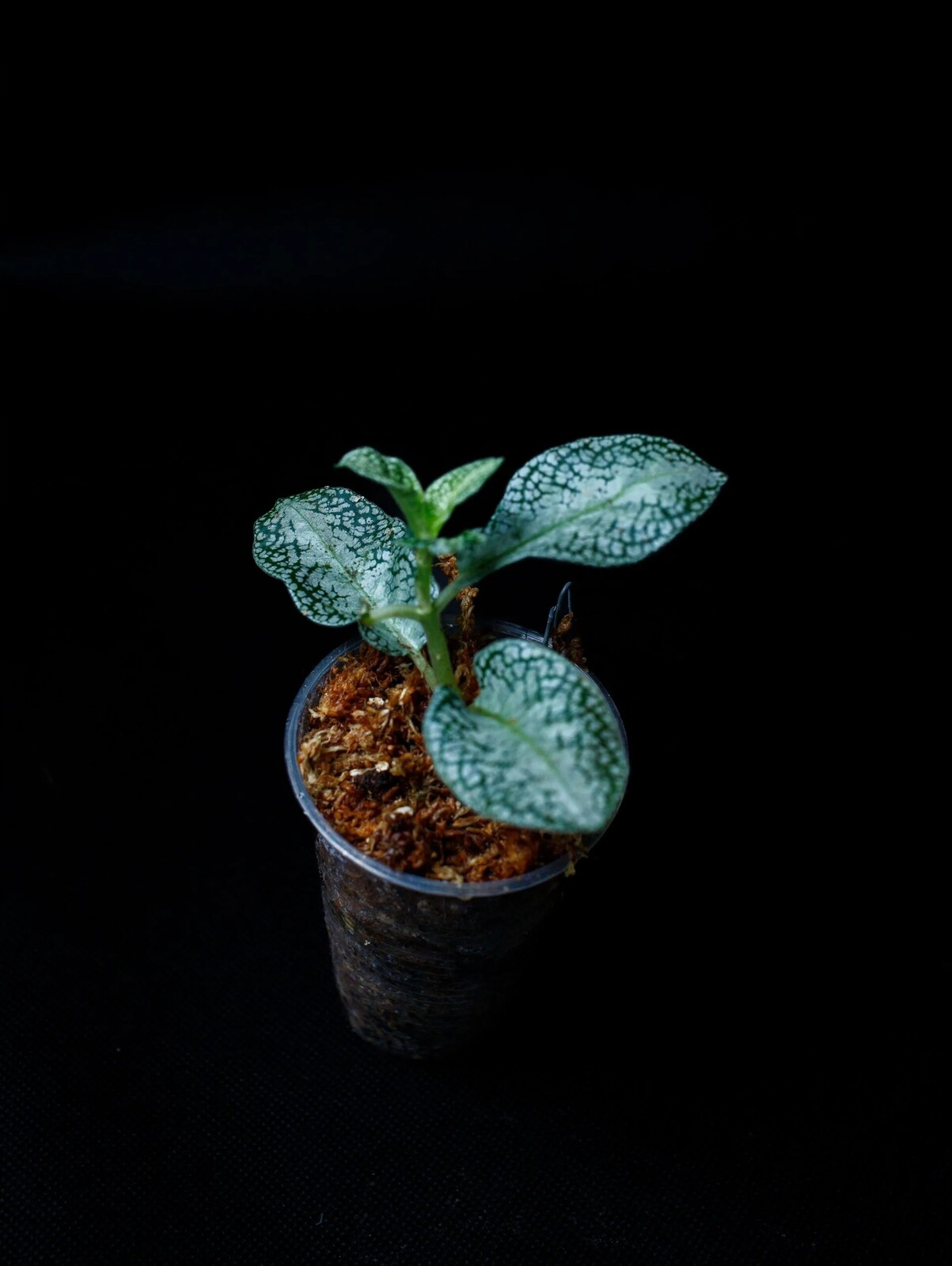 Argostemma sp. „White“ rostlina do paludária v teráriu
