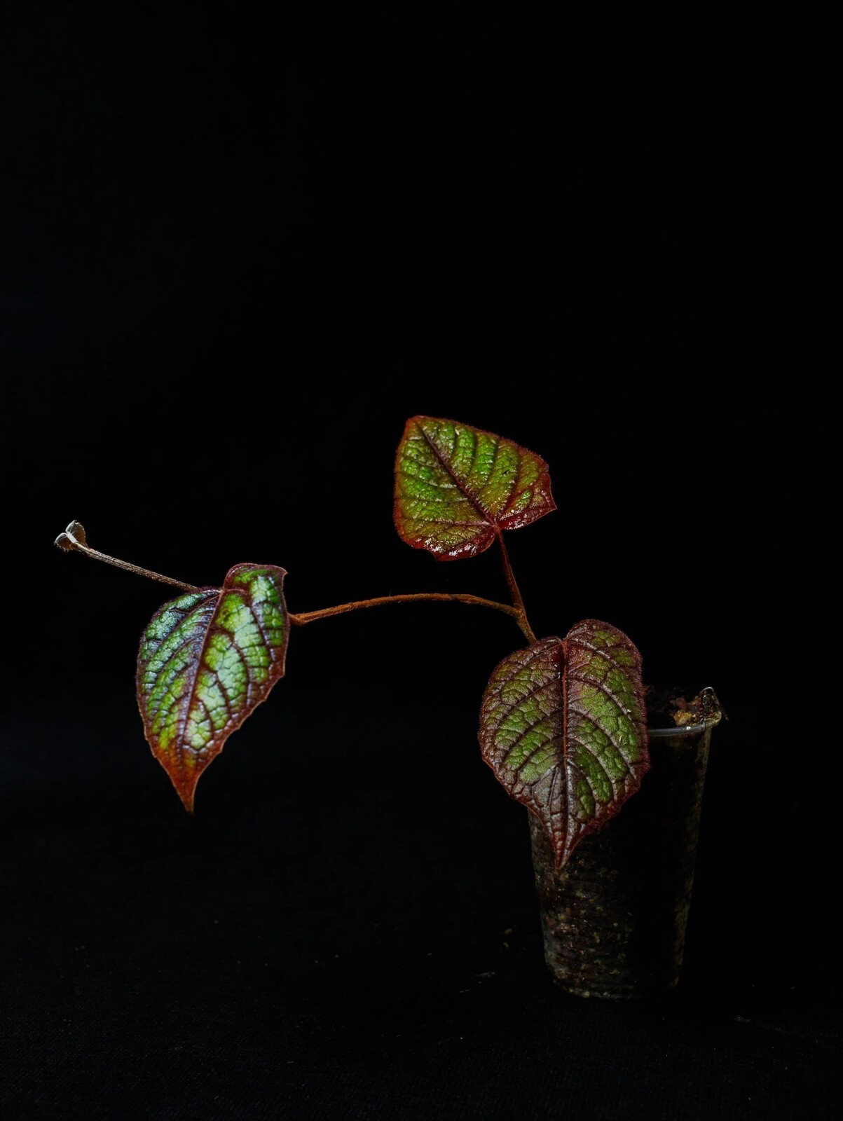 Pterisanthes sp. „Hairy Dark Green“ rostlina do paludária v teráriu