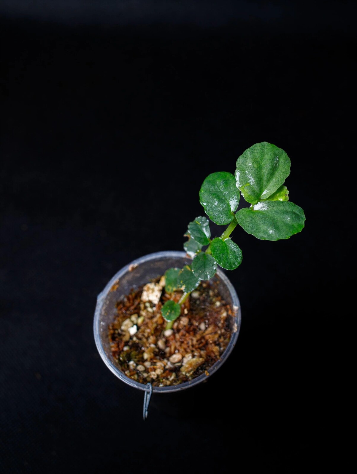 Elatostema sp. rostlina do terária paludárium