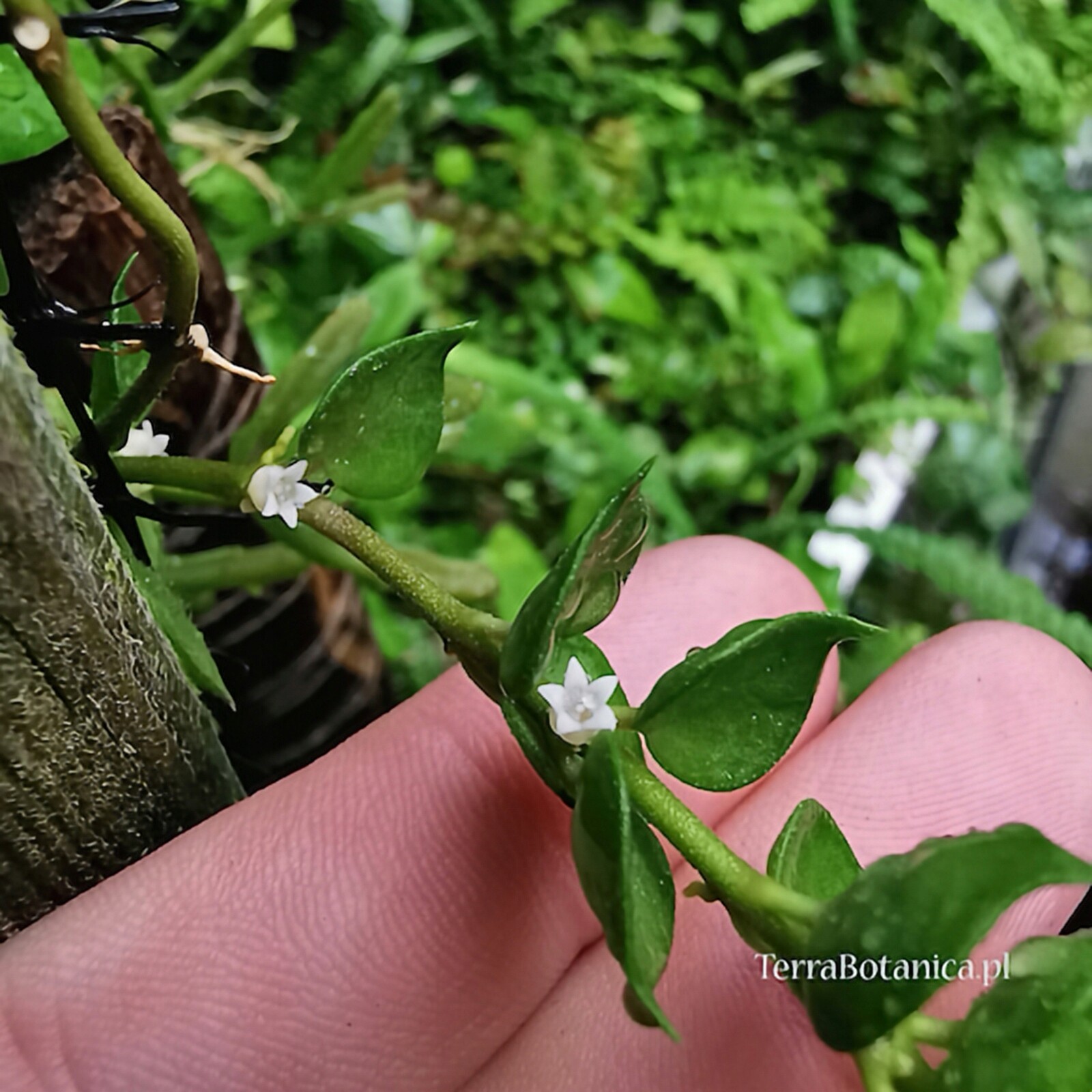 Vzácnost Dischidia ruscifolia – vivárium, paludárium