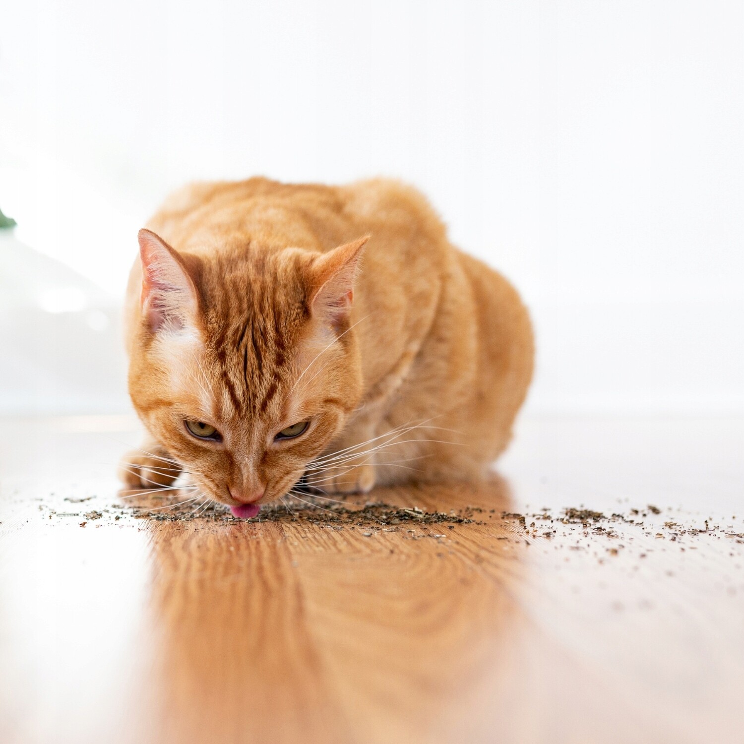 Nízký škrabák, pelíšek, škrabací podložky Petjet do 60 cm