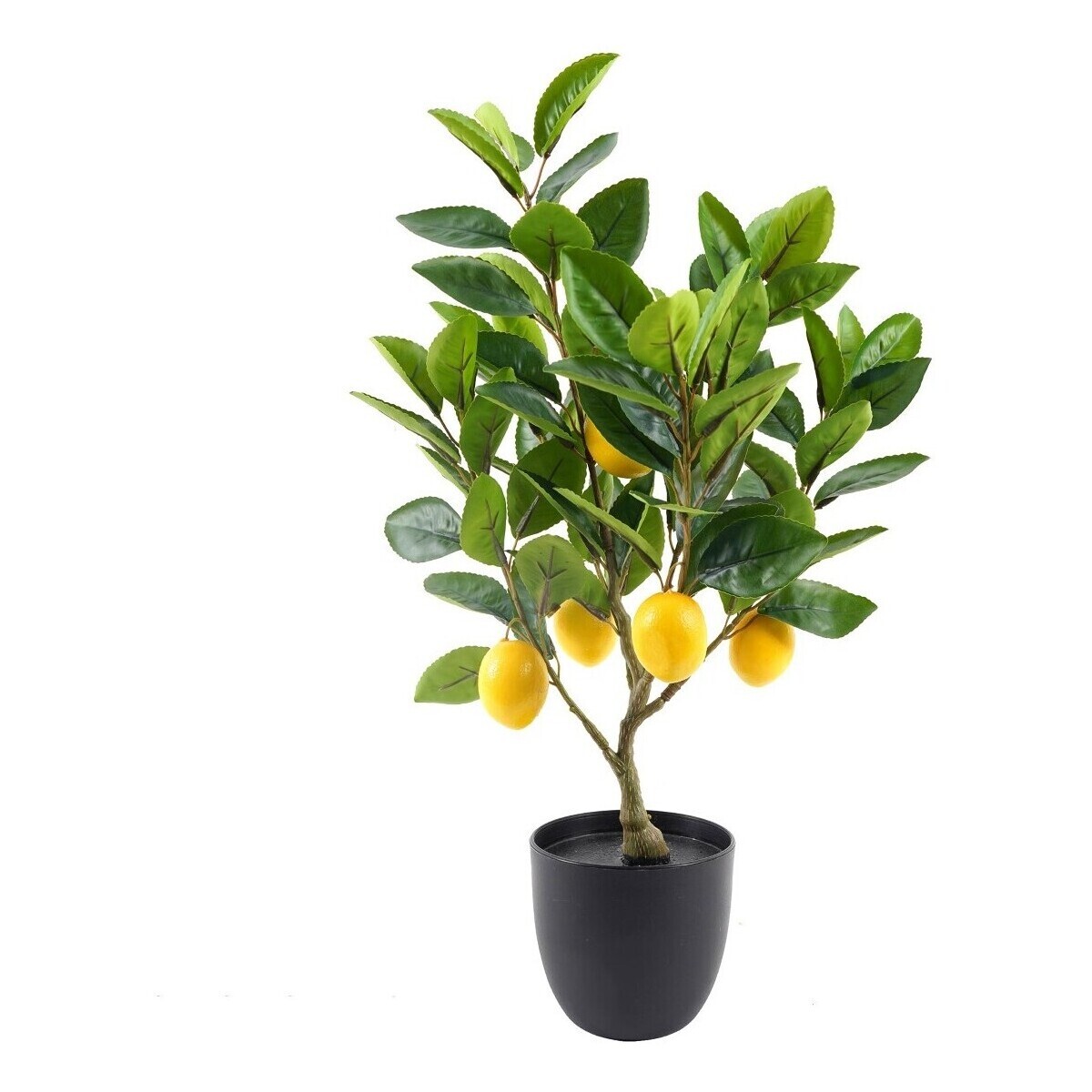 Signes Grimalt  Citronovník Xs  ruznobarevne