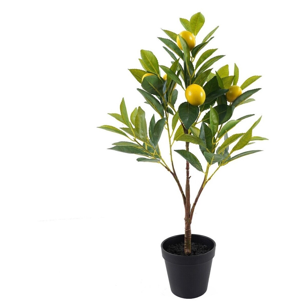 Signes Grimalt  Lemon Tree S  ruznobarevne