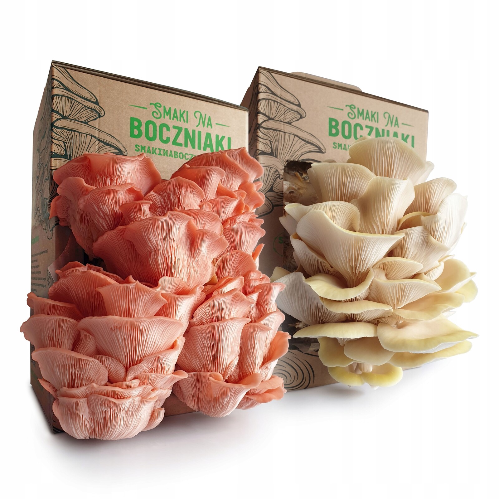 Tropikal – hlíva růžová a citronová pro domácí pěstování