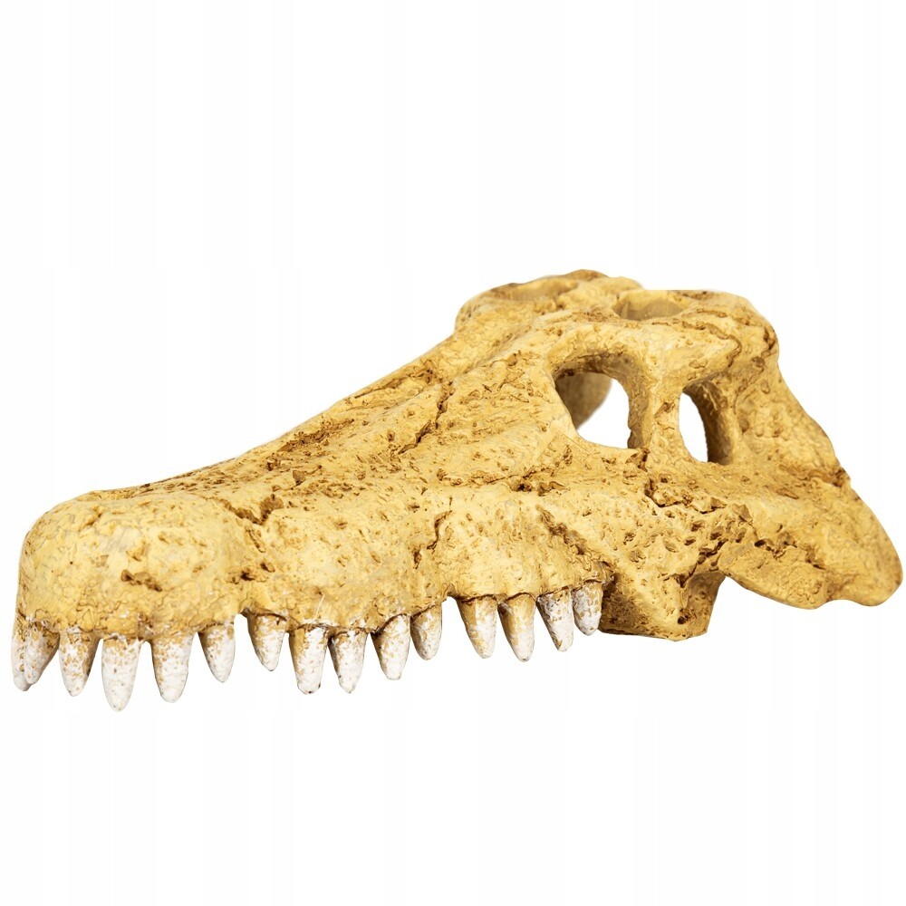 Repti-zoo crocodile skull S – lebka krokodýla
