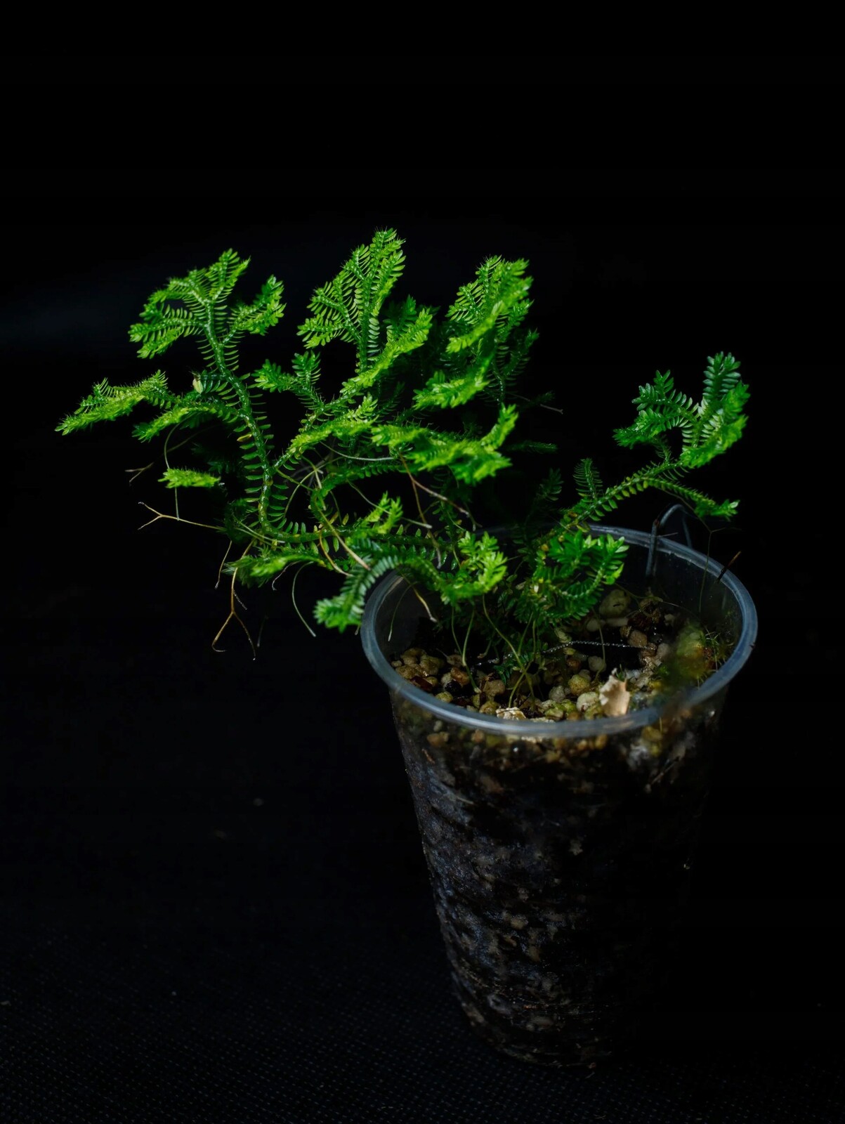 Selaginella sp. „Borneo“