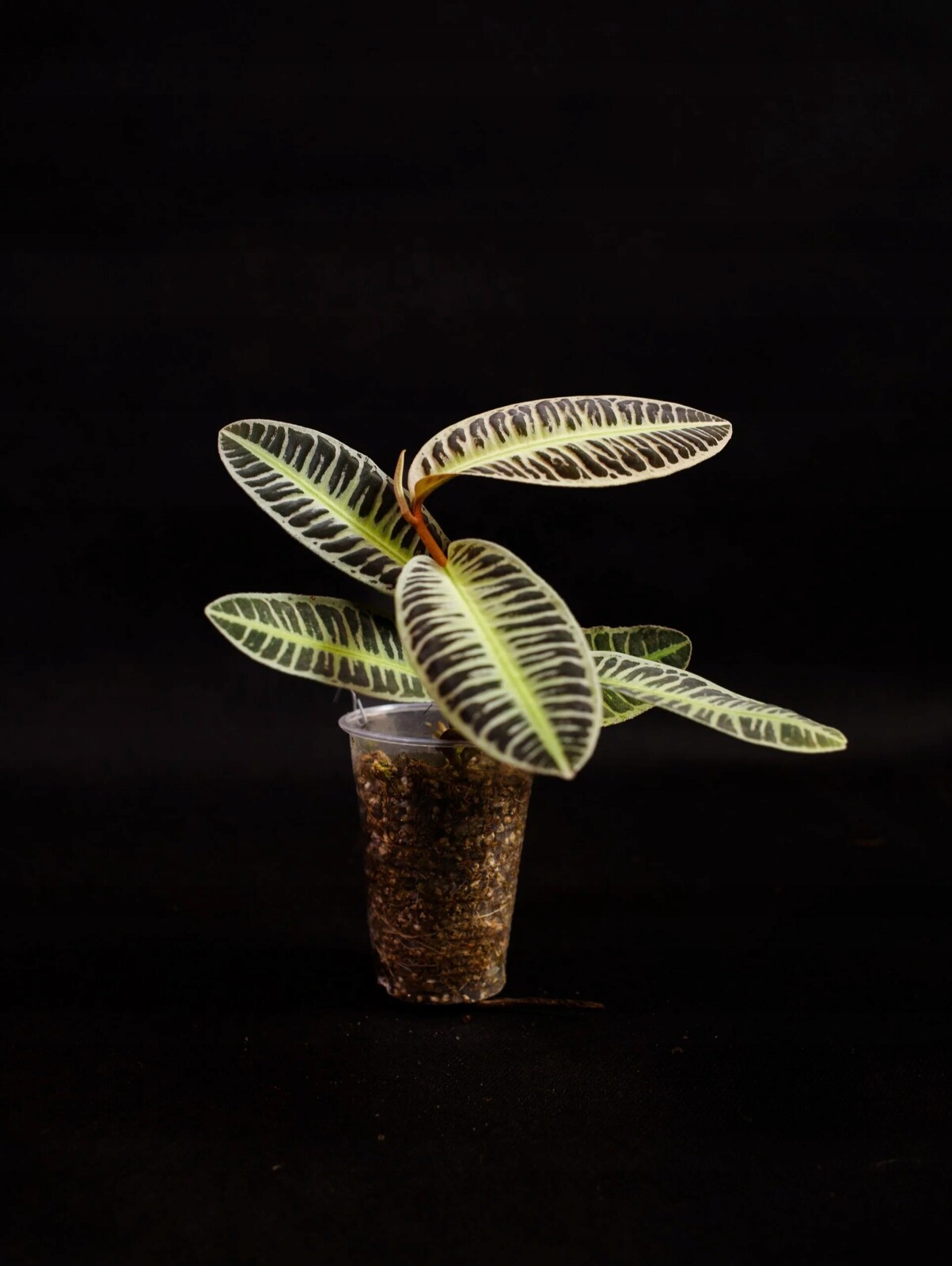 Emblemantha urnulata krém & zelená