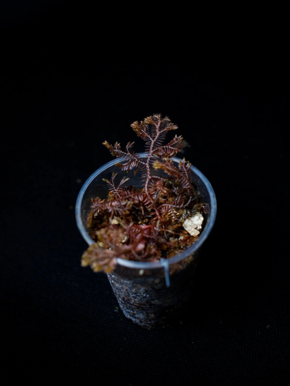 Selaginella sp. borneo black