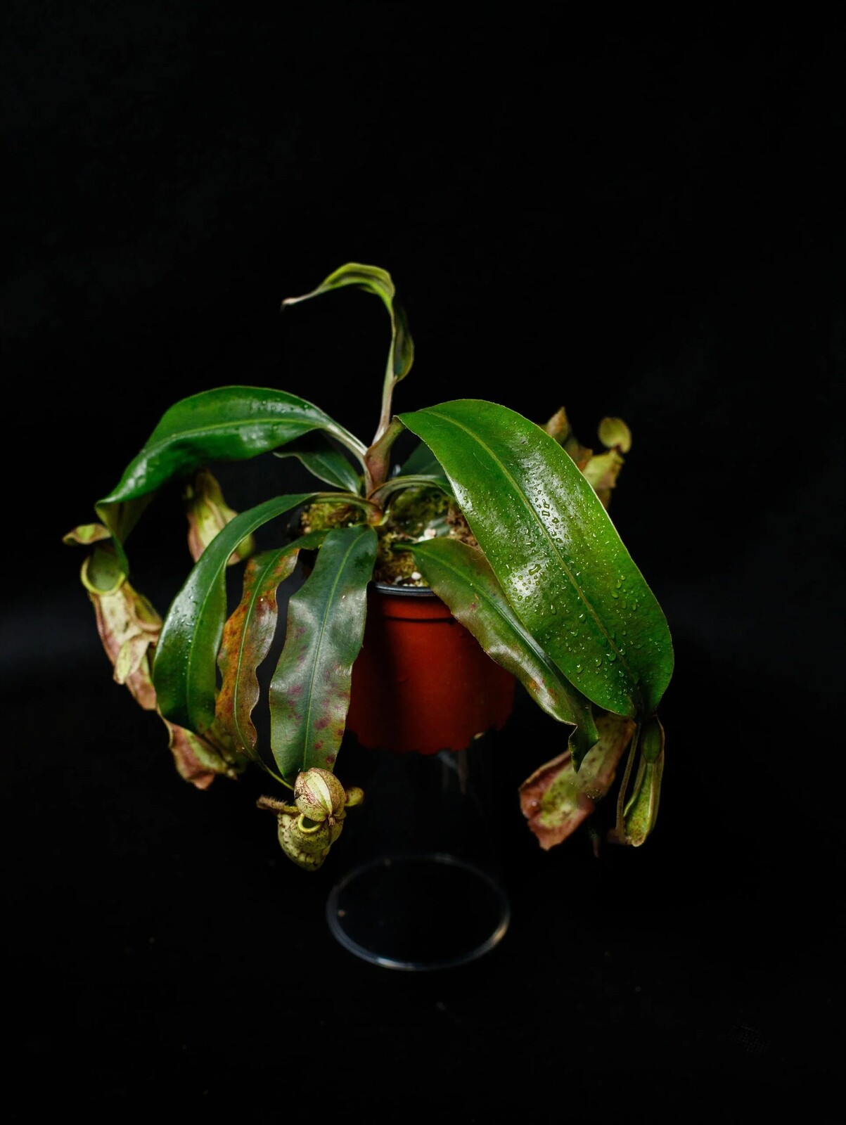 Nepenthes rafflesiana tricolor