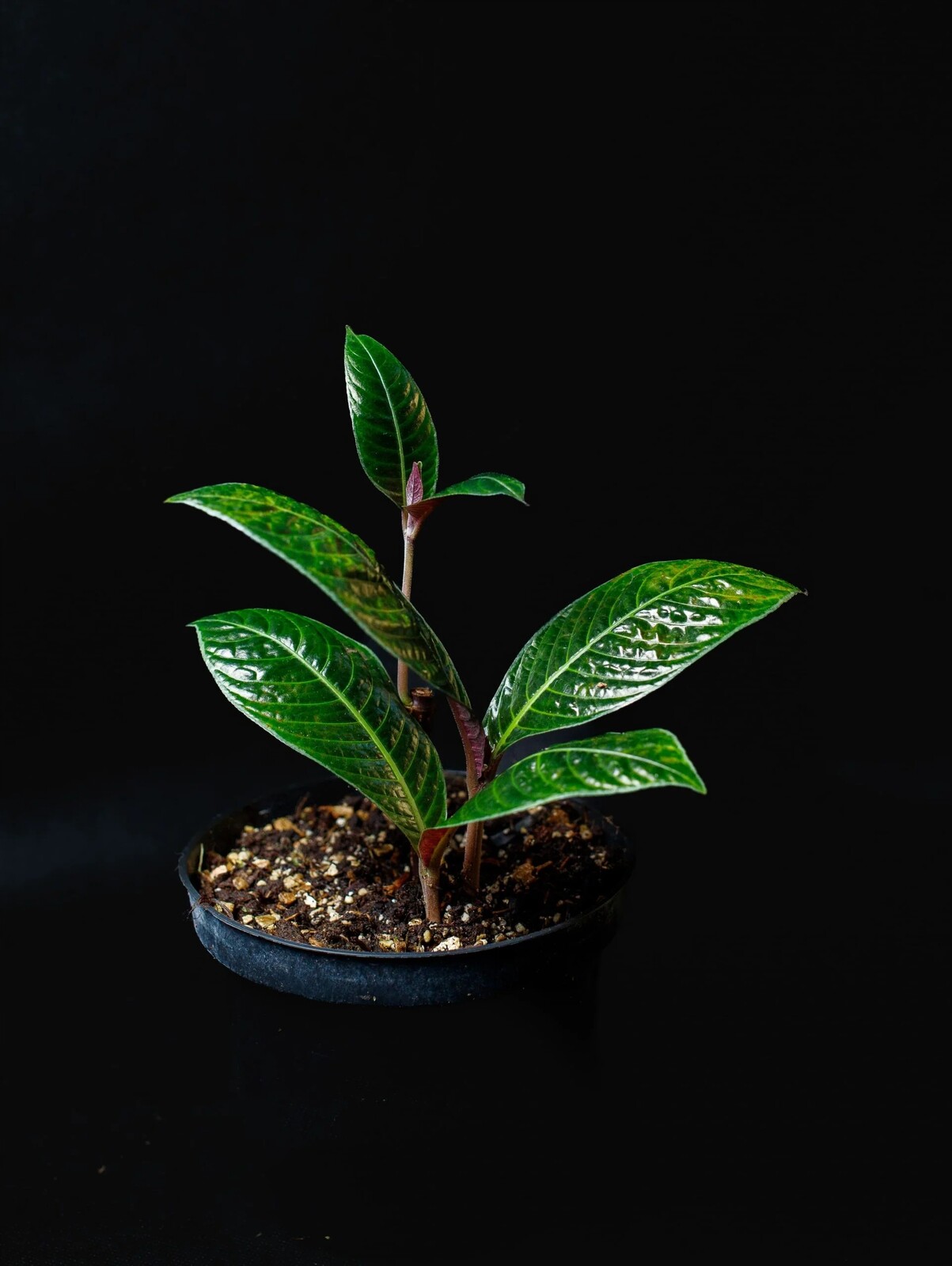 Labisia sp. „Little Boy“