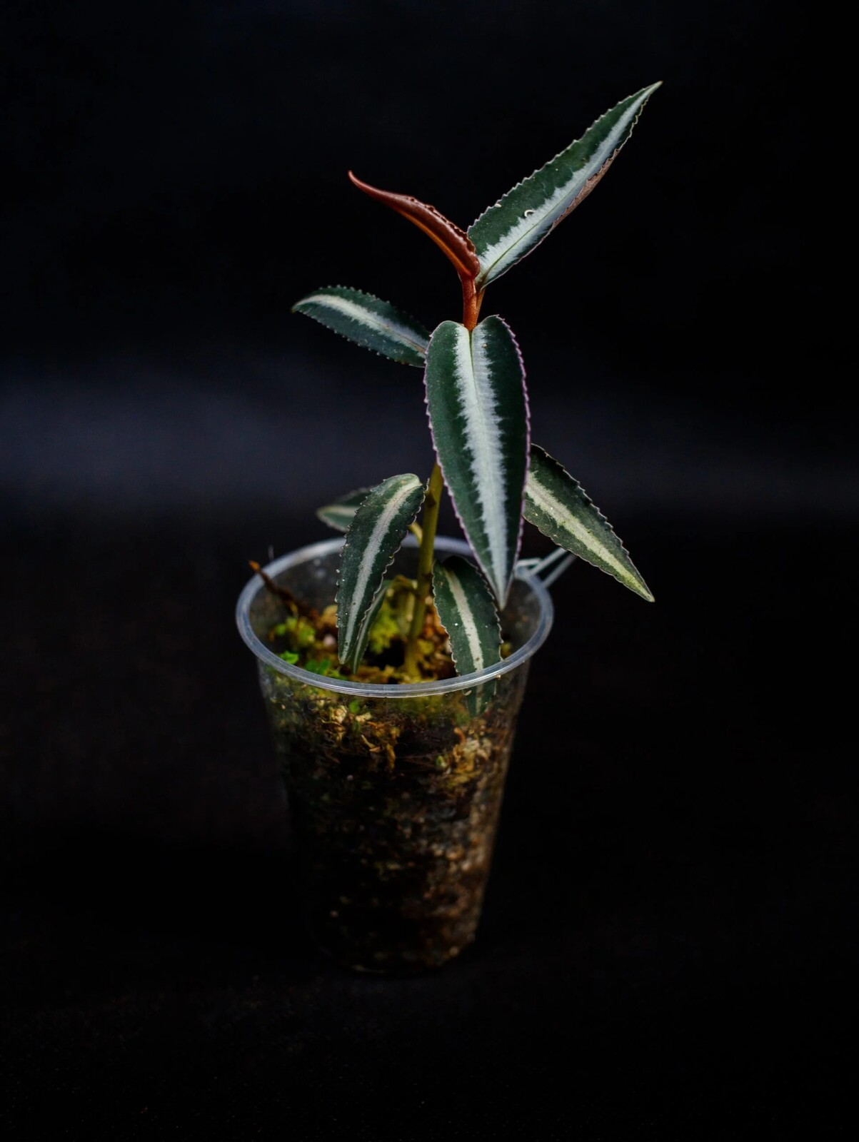 Labisia pumila „Pink“