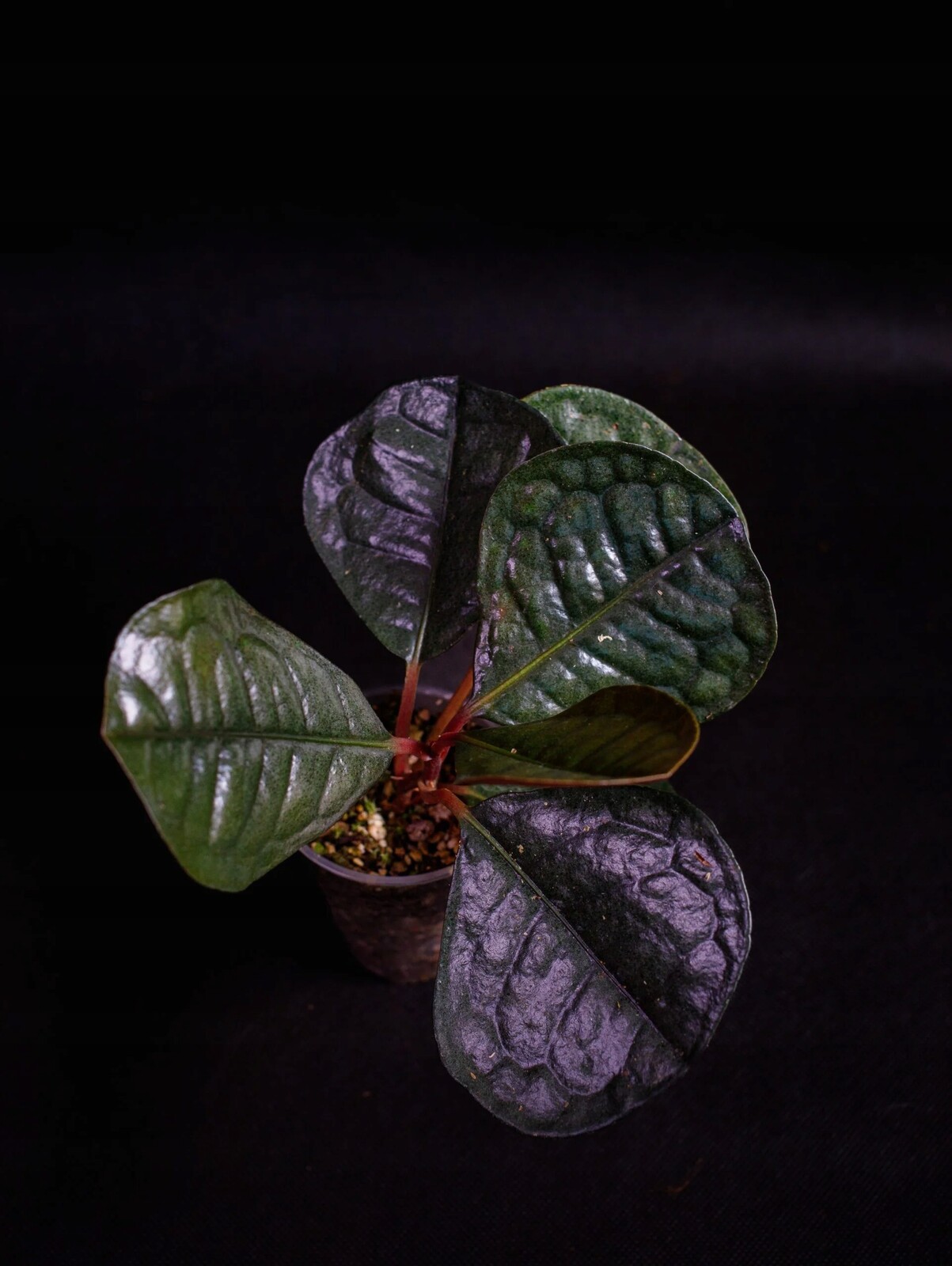 Ardisia sp. 