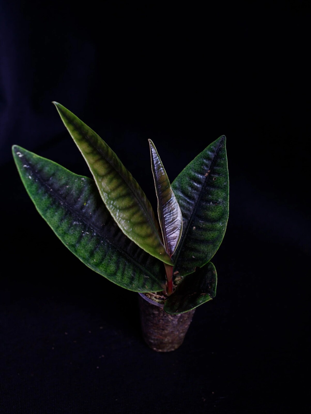 Labisia sp. „Crocodile Skin“