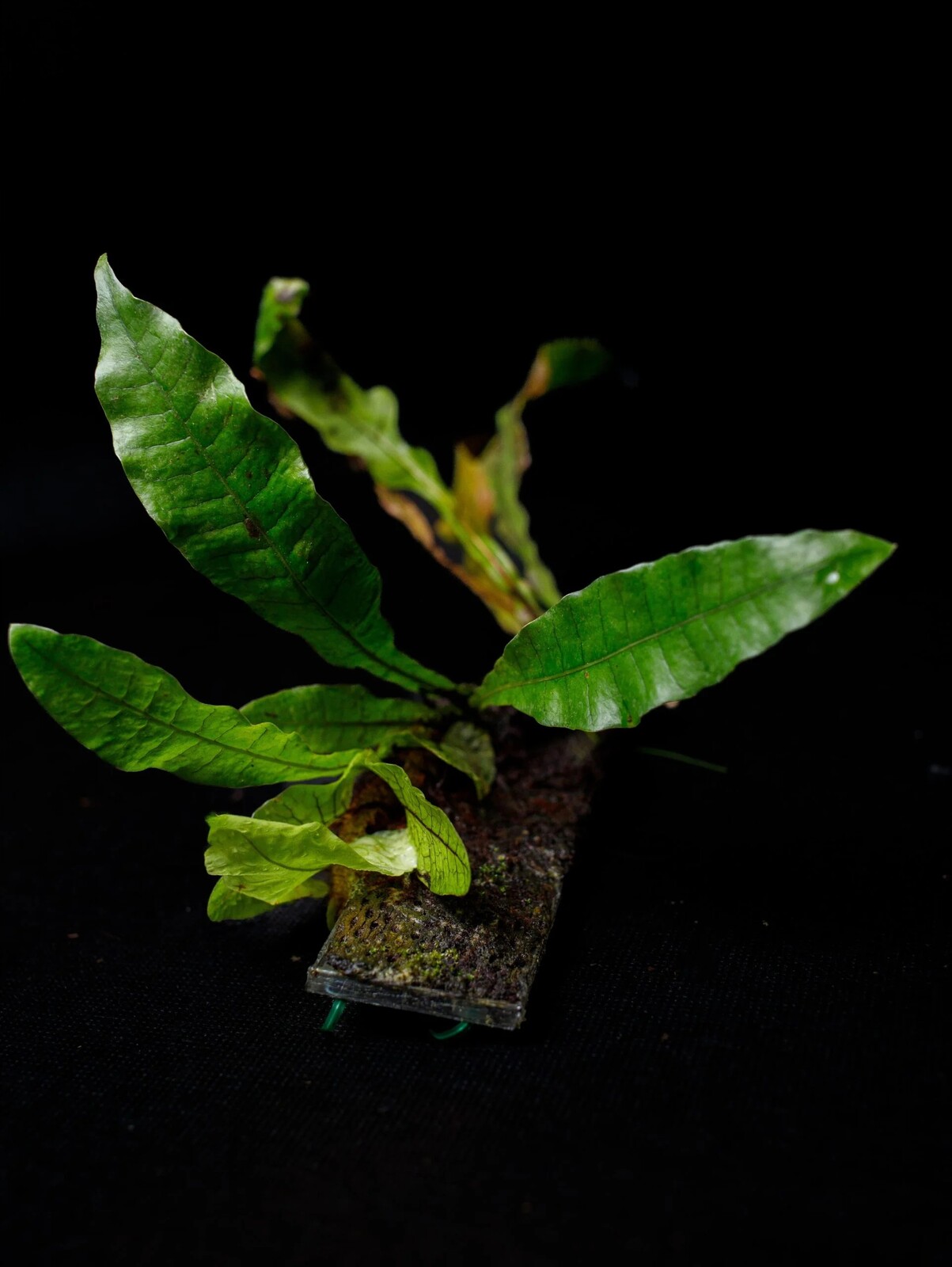 Drynaria bonii Christ