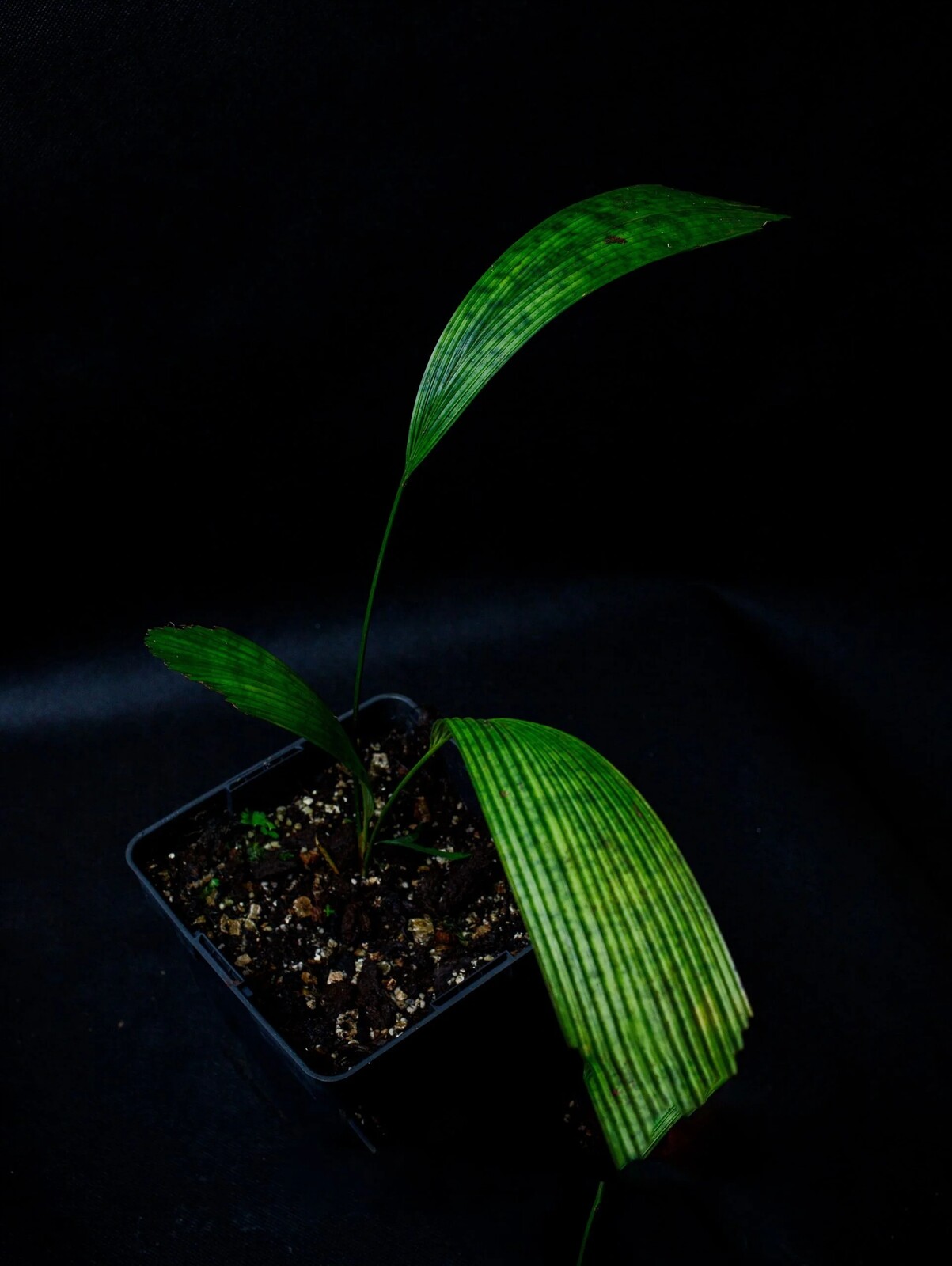 Pinanga sp. „Misty Splash“