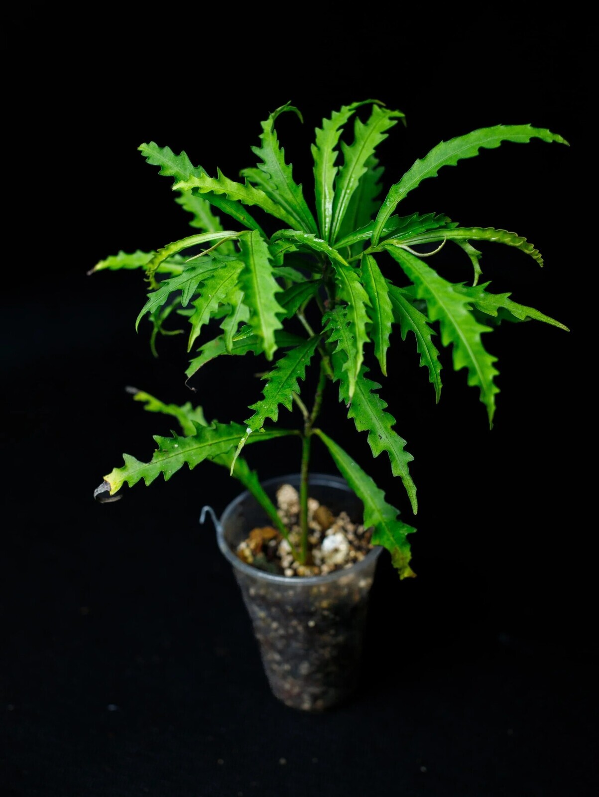 Labisia sp. „Serawai“