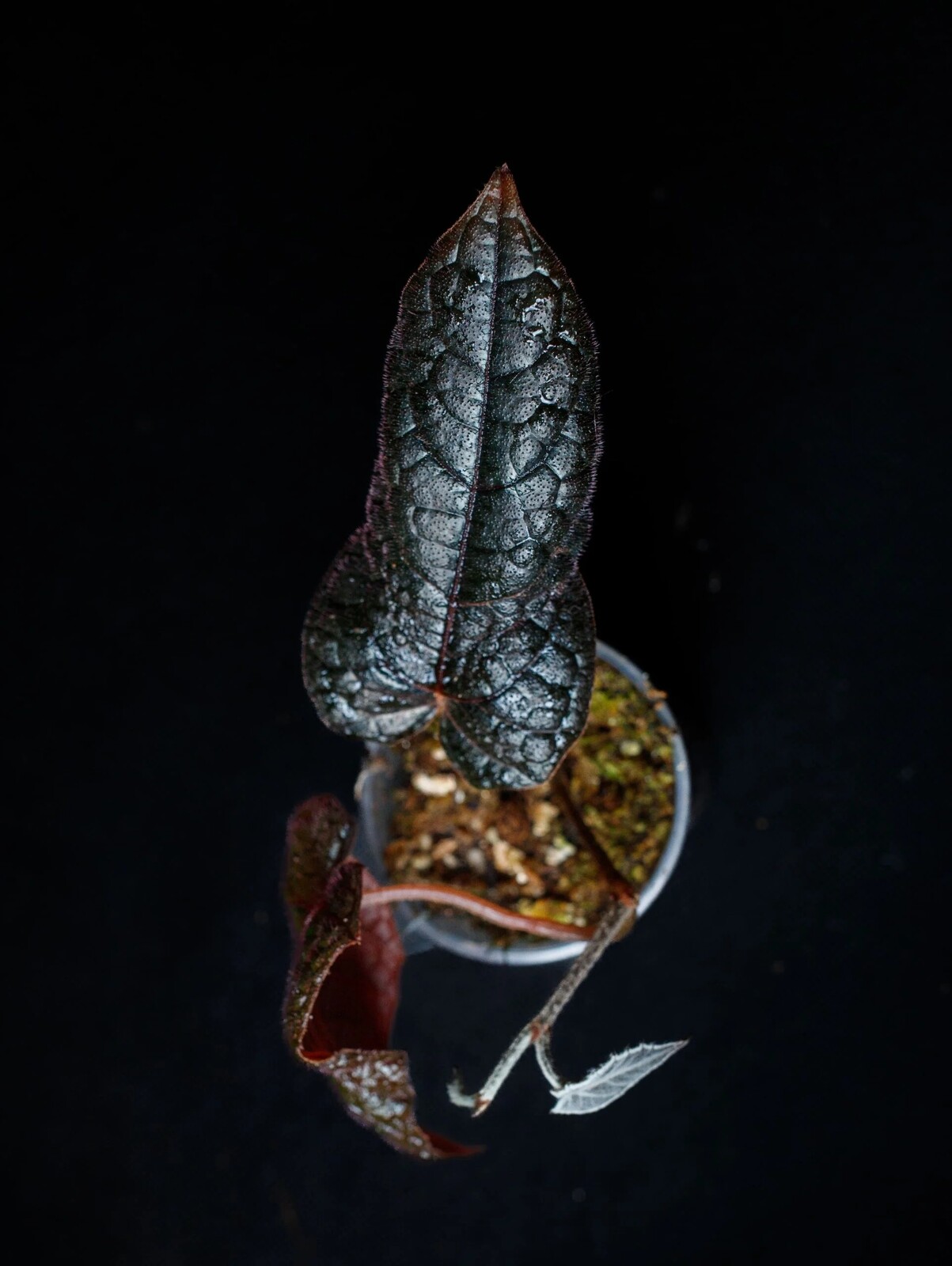 Pterisanthes sp. „Západní Borneo“