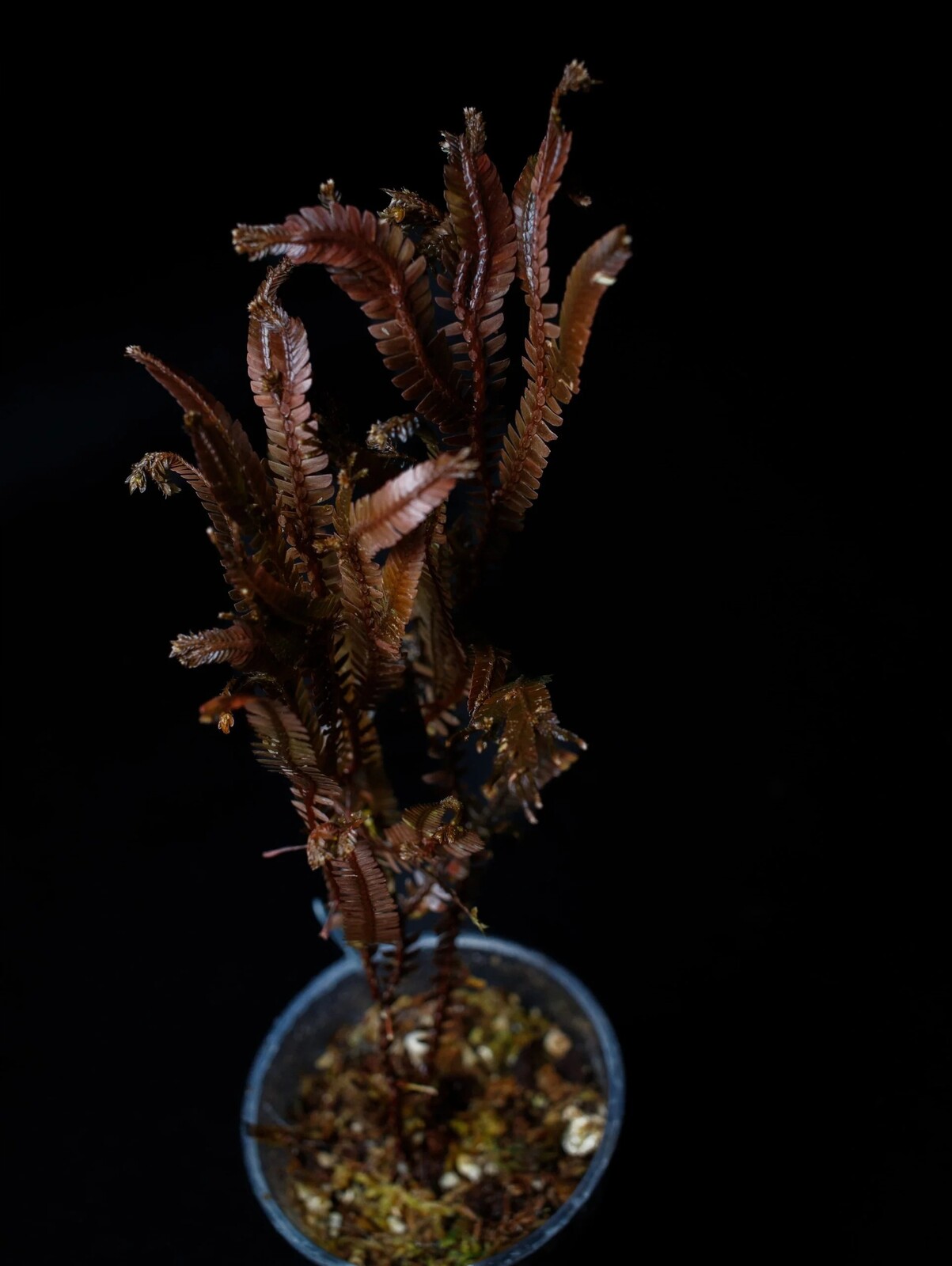 Selaginella sp. „Borneo Brown“