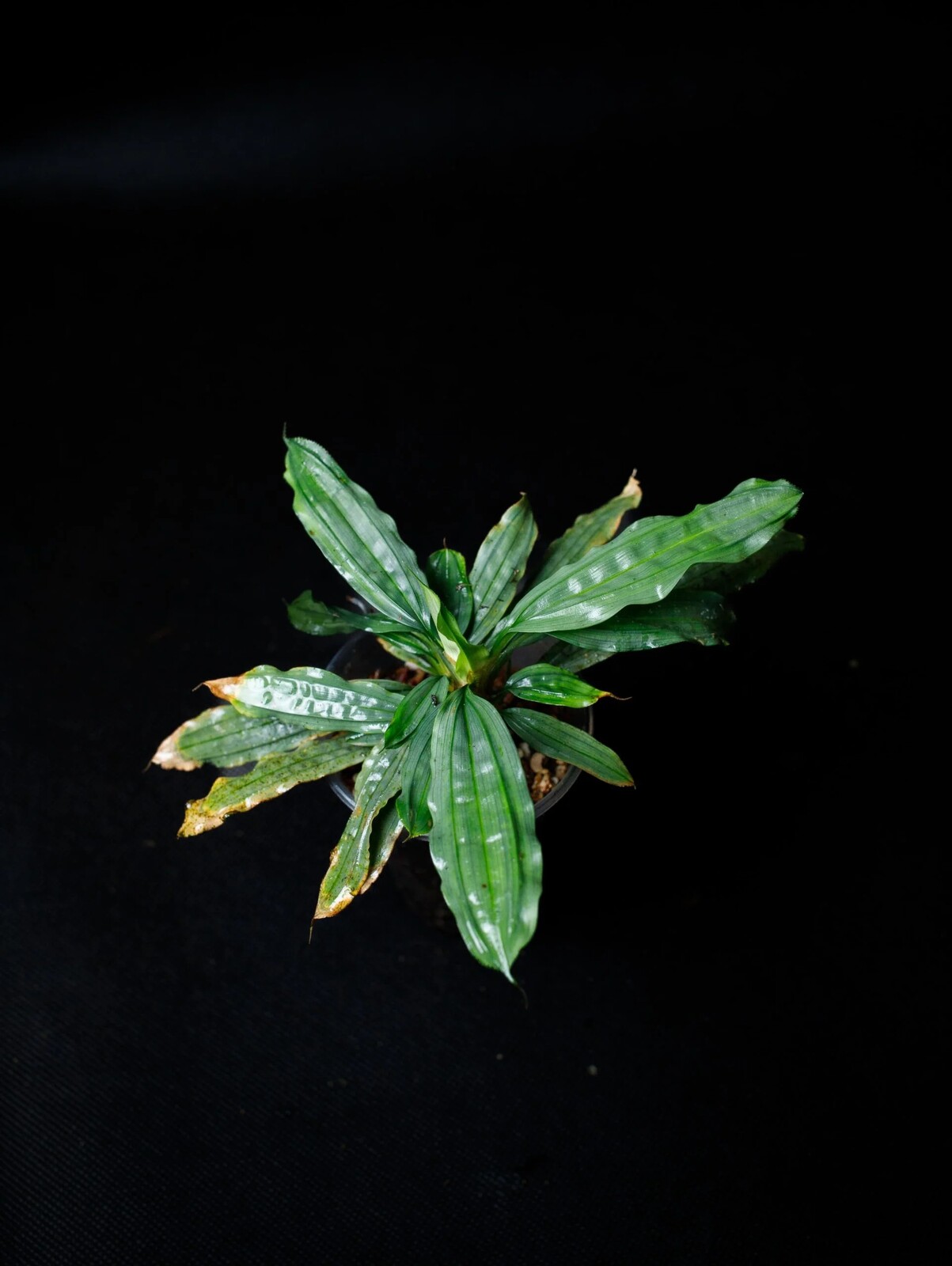 Mapania sp. „Silver Surfer“