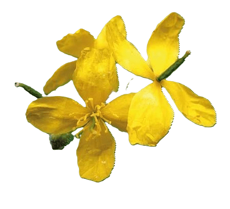 STEZA - Vlaštovičníková tinktura - FORTE 3x 50 ml.