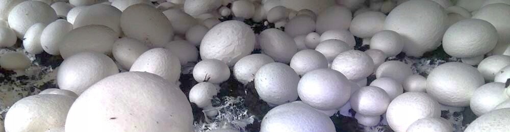 Substrát pro pěstování žampiony bílých Planto 10 kg