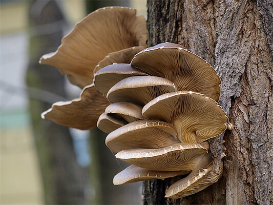 Podhoubí na kolíčcích Hlíva ústřičná Planto 20 ks