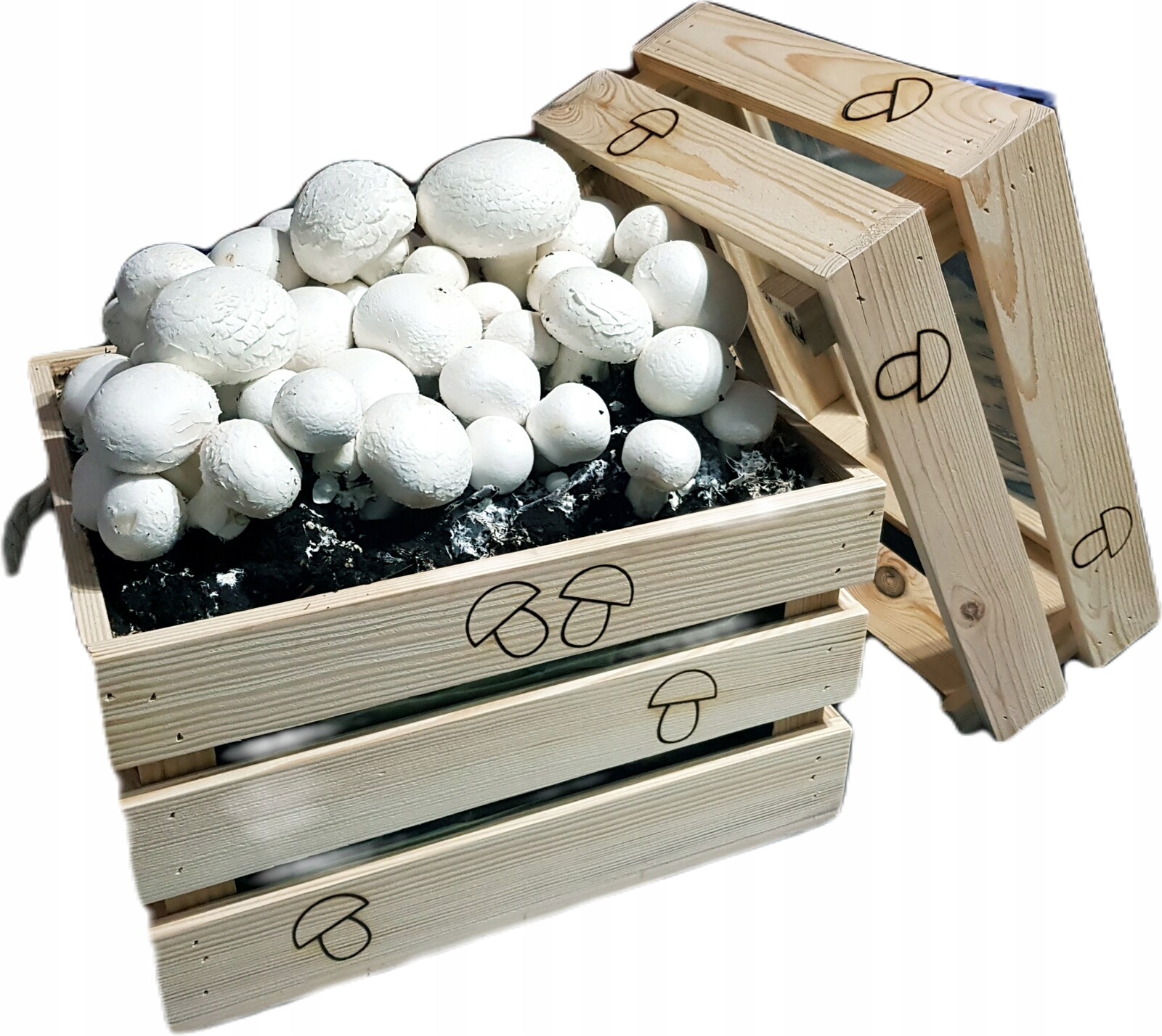 Domácí Sada Pro Pěstování Žampiony Bílých Podhoubí 5KG