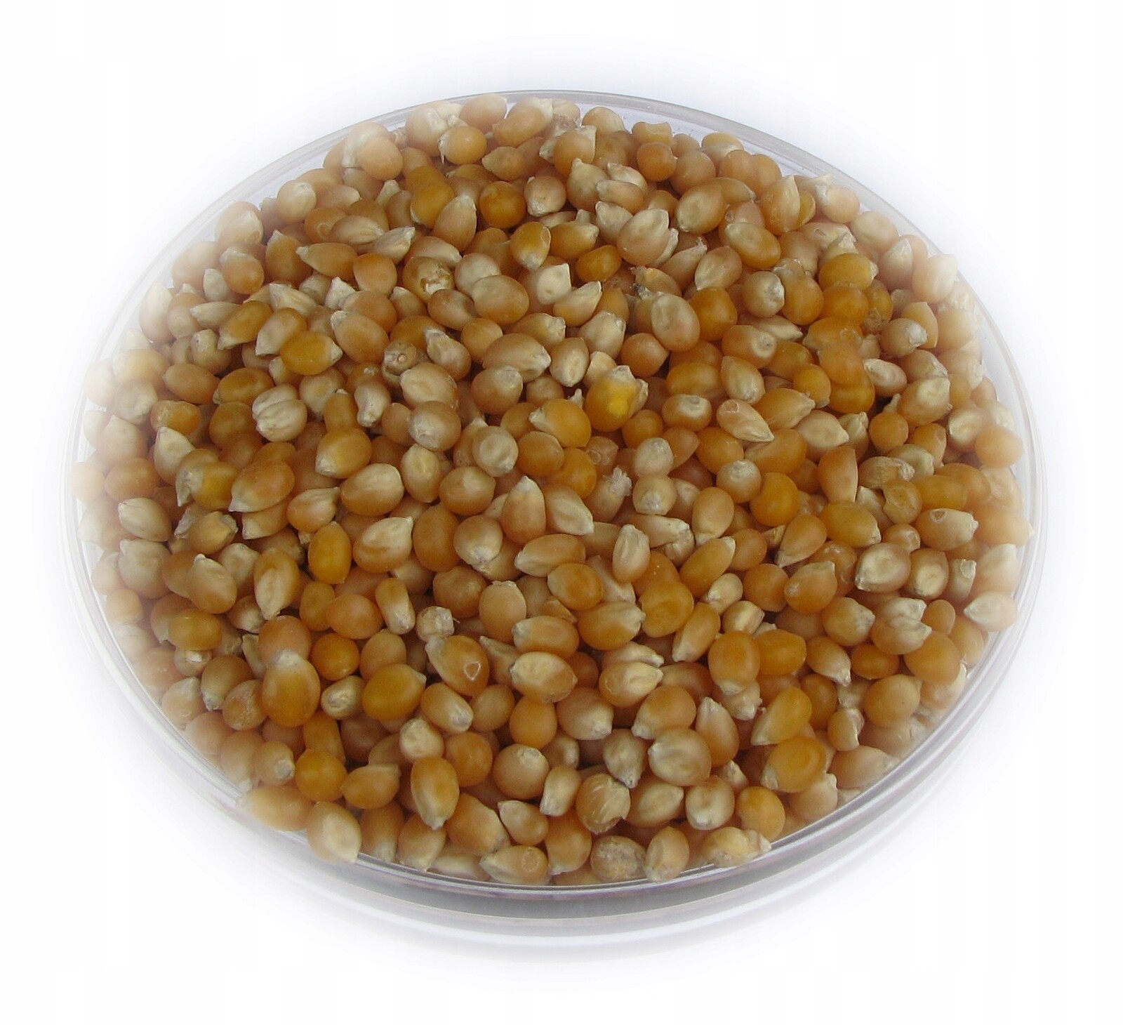 kukuřice popcorn 25,0 kg.