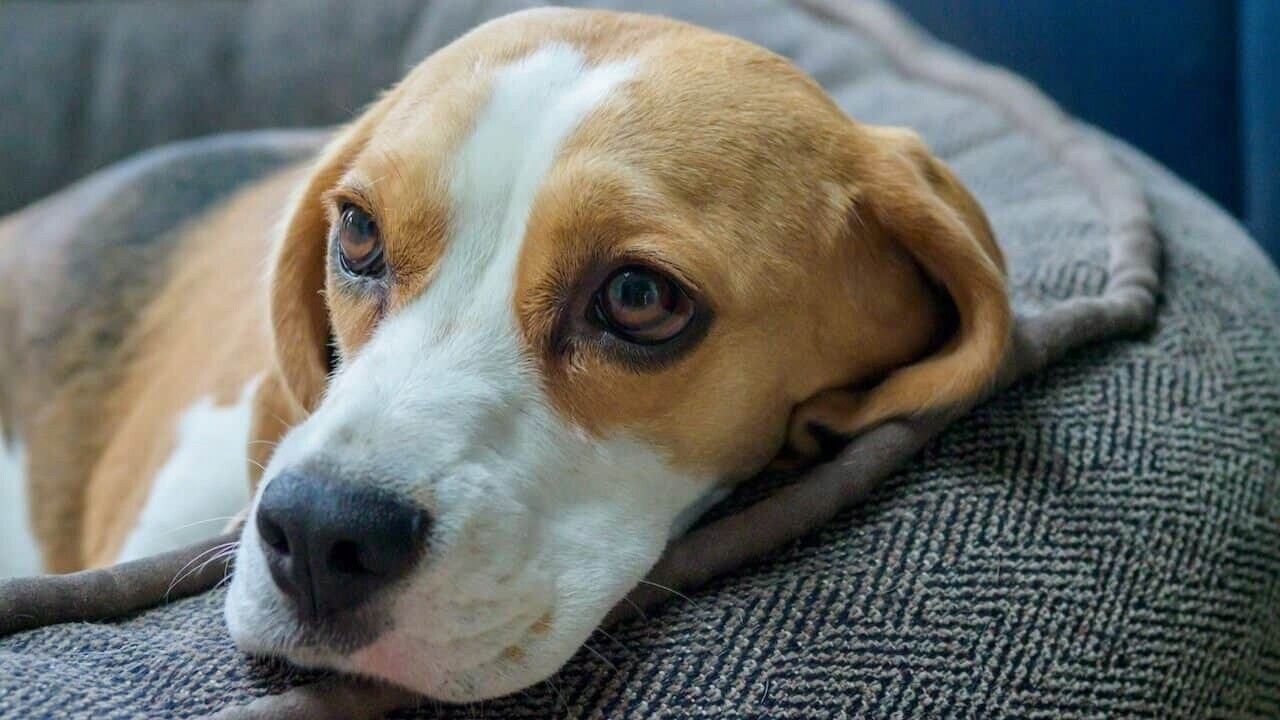 Dolina Noteci Premium Krmivo mokré pro psy mix chutí 10 x 500g Kapsička