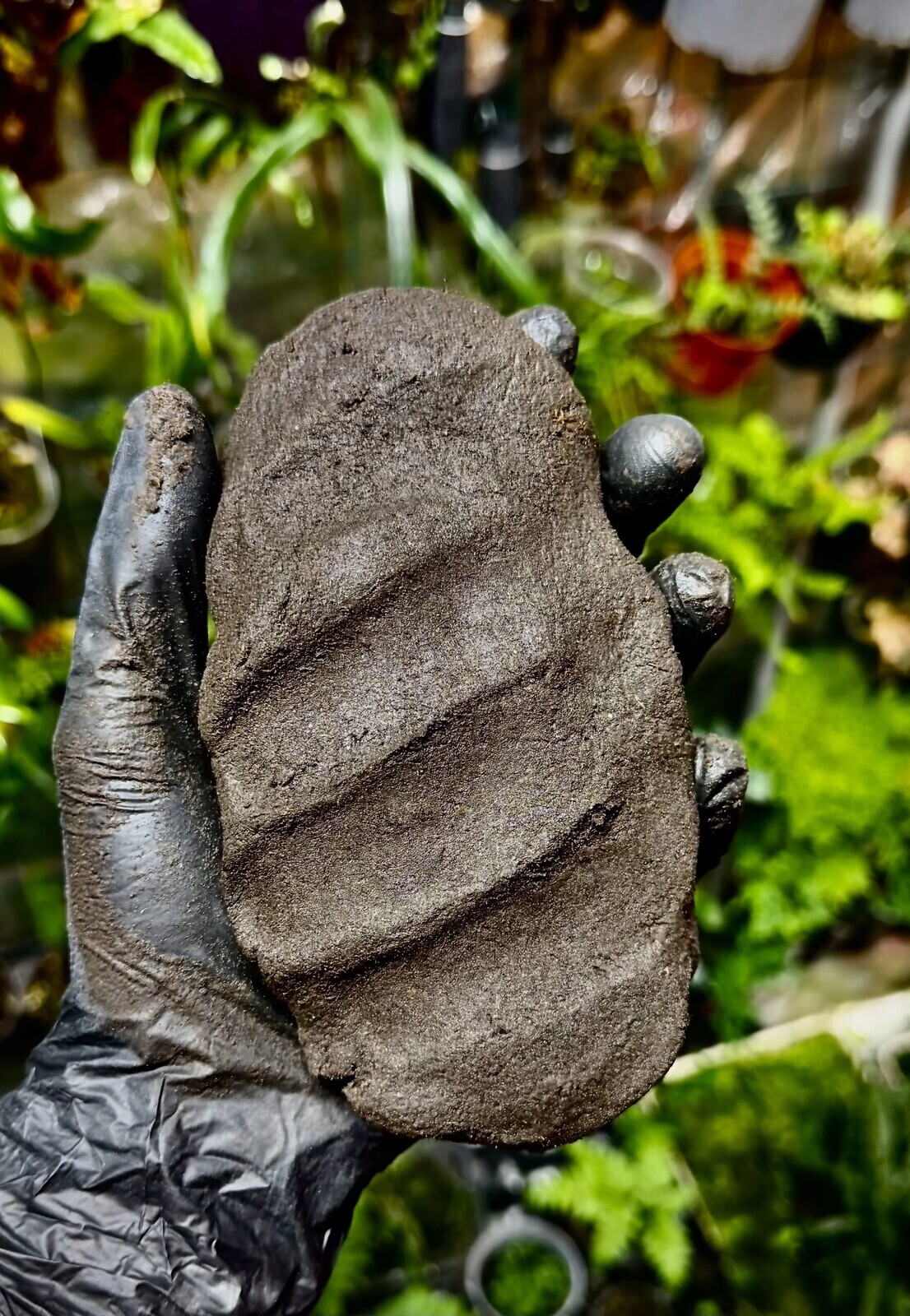 TropicalClay 2 kg – přírodní jíl pro stavbu stěn v teráriu Parrot