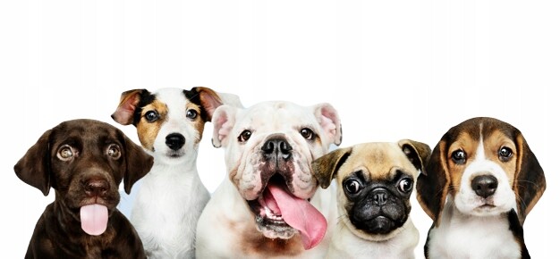 Klec z práškované ocel Mini Max pro střední psy, 48,3 x 76,2 x 54,6 cm