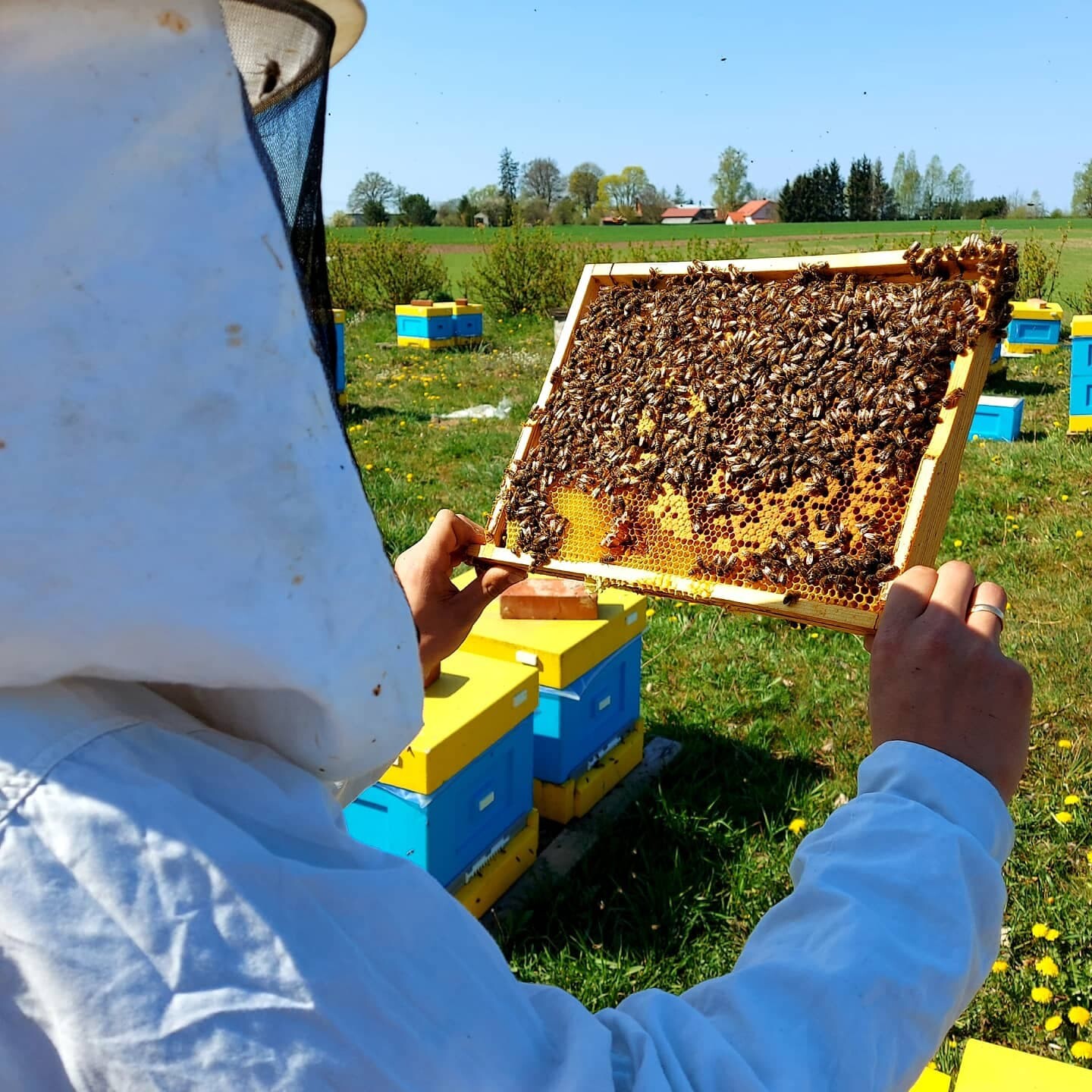 Přírodní květový med z Kašub, čerstvý, 1,2 kg 2025
