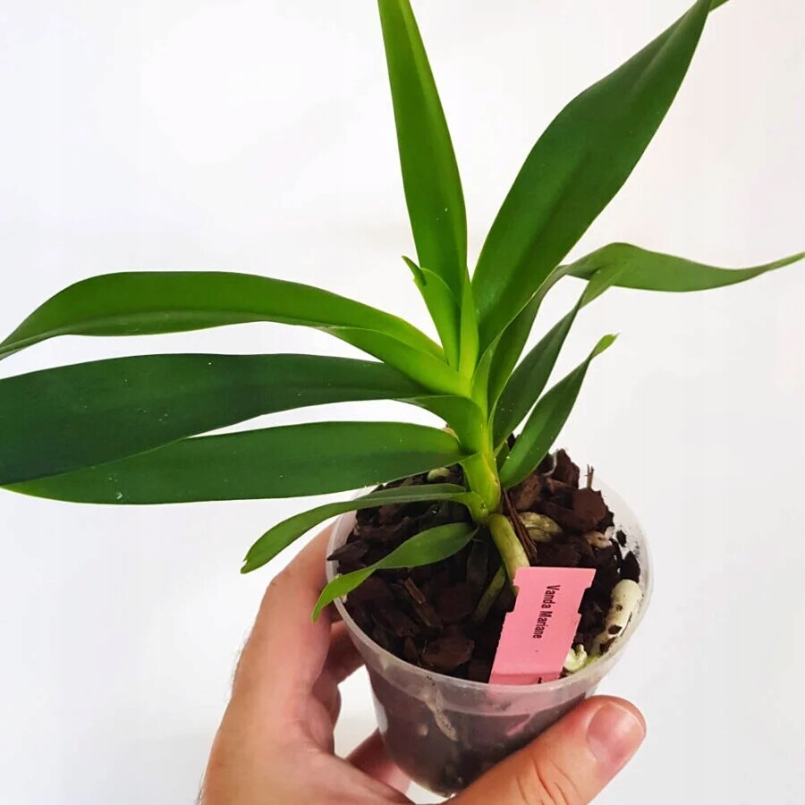 Vanda Marianne (denisoniana x trikolora)