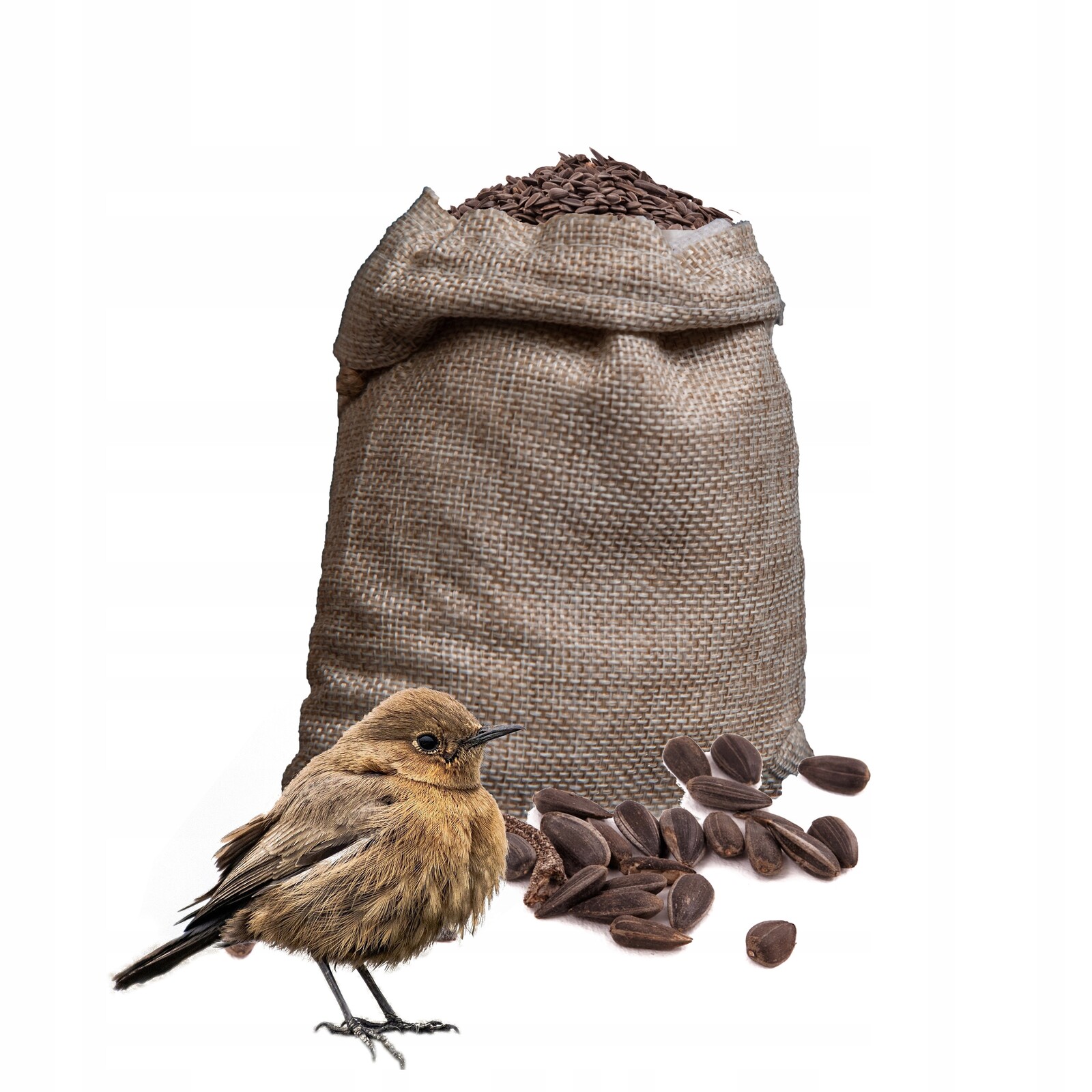 Slunečnice černá 20 kg Kampol