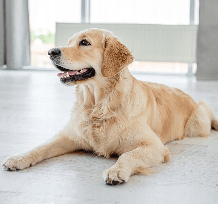 Vlhké krmivo pro psy Dolina Noteci Superfood bez obilovin 12 x 300 g