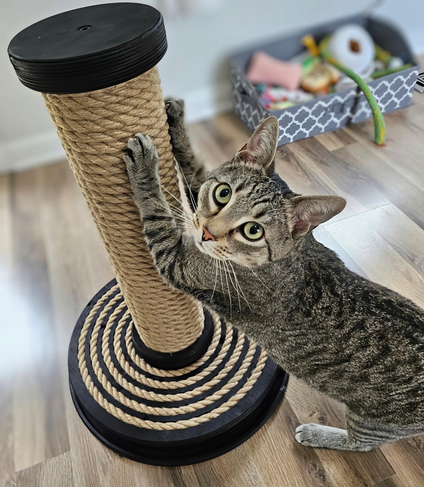 Pevný škrabací sloupek pro kočky dráha s kuličkou, stromek pro kočky Černý