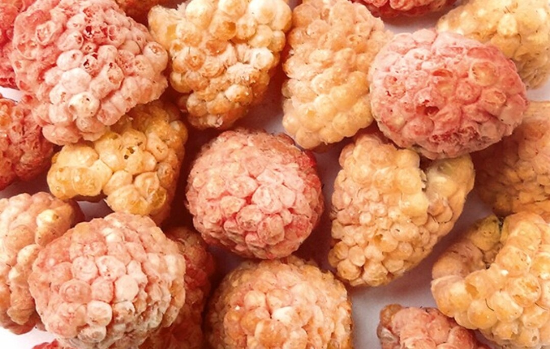 Lyofilizovaná Zlatá Malina 500 g